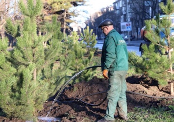 Подарок к Рождеству: на проспекте Гагарина коммунальщики высадили десятки сосен