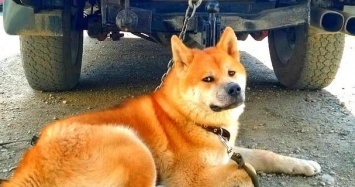 В Львовской области живодер ездил на авто с привязанной к фаркопу собакой
