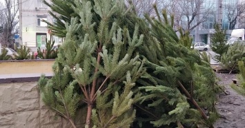 Госэкоинспекция подсчитала убытки за незаконную торговлю елками в новогодние праздники