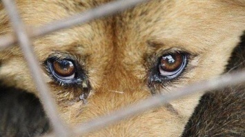 Живодера на Львовщине будут судить за привязанную к автомобилю собаку (ФОТО)