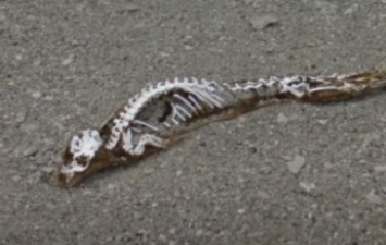 В Антарктиде обнаружили скелет загадочного существа: фото
