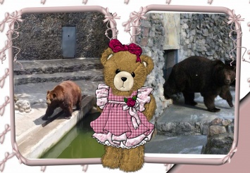 В Николаевском зоопарке именинники - камчатские медведи Мирон и Вакула (ФОТО)