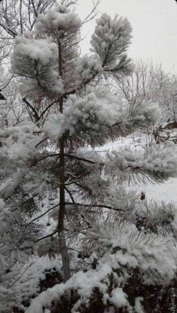 Зима близко: на юге Одесской области выпал снег