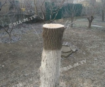 Мешали проезду - житель Мелитополя снес два дерева (фото)