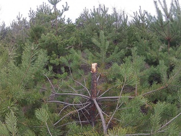 Сколько елок уничтожили в запорожских парках перед новогодними праздниками