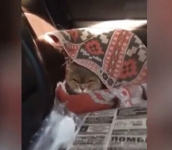 Кот после ветеринара по-человечески умолял хозяев вернуться домой: курьезное видео