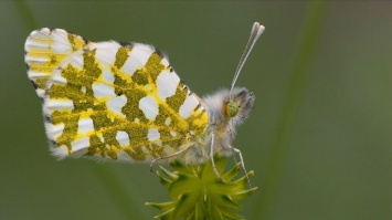 Бабочки стремительно вымирают: популяция в Европе сократилась на 40%