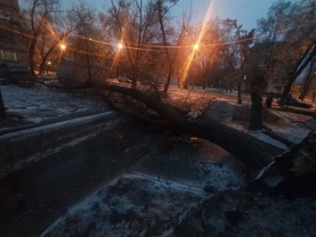 Непогода в Мариуполе: обледенения, поваленные деревья и аварии на дорогах, - ФОТО