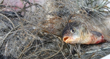 В Запорожской области браконьеры лишились пары десятков сетей