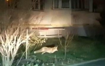 В Виннице по улицам бегают дикие лисы