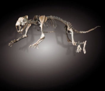 Скелет саблезубой кошки отреставрировали с помощью 3D-принтера
