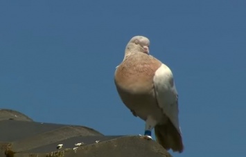 В Австралии усыпят гоночного голубя, который преодолел 13 тыс. км, прилетев из США
