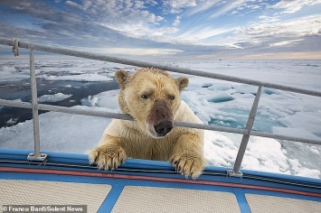 Удивительная встреча яхтсменки с белым медведем, запечатленная фотографом дикой природы (ФОТО)