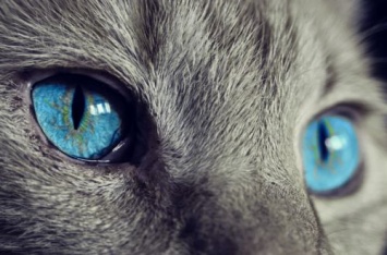 Почему кошки мнут людей лапками - ответ ученых