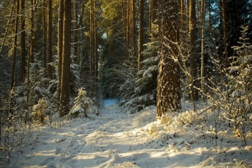 В природоохранных зонах ДНР более 20 крымских сосен вырубили браконьеры этой зимой