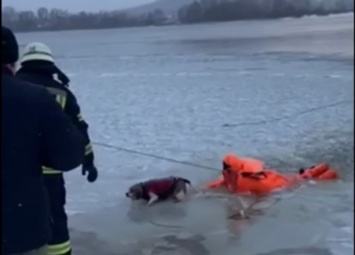 В Киеве спасатели достали пса из-под льда
