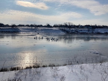 Спасатели в четырех районах Николаевщины искали примерзших ко льду лебедей