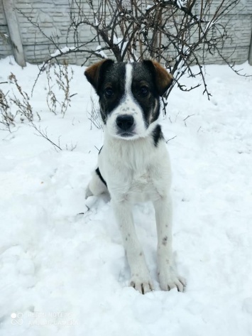 Днепровский приют спас от мороза 72 щенка