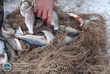 Мороз браконьеров не испугал - почти 400 толстолобиков выловили они под Новой Одессой (ФОТО)