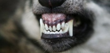 В Запорожской области неизвестное животное разорвало домашнюю собаку