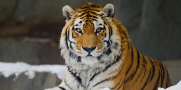 Водителю из Хабаровска грозит штраф в 2 миллиона за сбитого амурского тигра