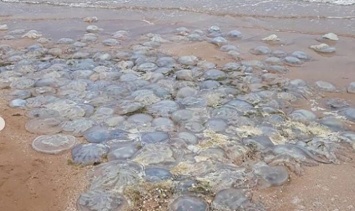 Эксперты объяснили причину нашествия медуз в Азовском море (ВИДЕО)
