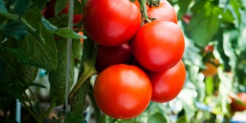 Казахстан грозится ответить России на запрет ввоза томатов