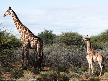 Ученые сообщили о появлении карликовых жирафов