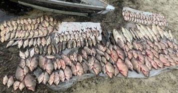 Украинские браконьеры за год "наловили" 150 тонн рыбы