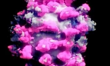 Ученые из Китая и Саудовской Аравии разработали визуальную модель коронавируса в формате 3D