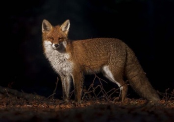 Берегите своих питомцев: на Парусе гуляла голодная лиса (видео)