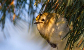 Самую маленькую птичку в Европе заметили на Хортице в Запорожье