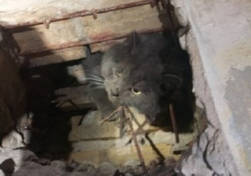 Кость пушистая: на Виноградаре откормленный кот застрял в вентиляционной шахте