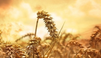 Украина стала вторым в мире экспортером зерна