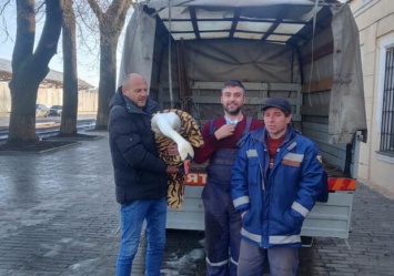 Мороз и голод: в Одессе и области неравнодушные люди спасли лебедя и пеликана