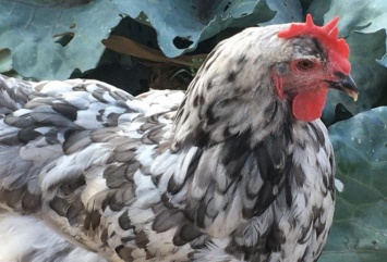 Американка потратила $10 тысяч, чтобы вылечить порок сердца своей любимой курицы (ФОТО)