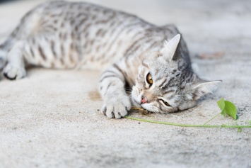 Ученые объяснили, почему кошки без ума от кошачьей мяты