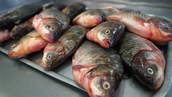 Украинский экспорт рыбы установил рекорд прибыли
