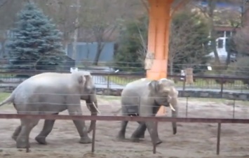 Потеплело: в Николаевском зоопарке слоны резвятся на свежем воздухе (ВИДЕО)