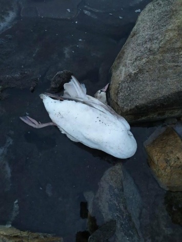 В Бердянске более десятка лебедей погибли от морозов