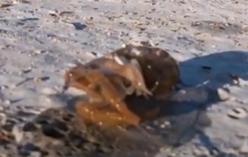 В Кирилловке на берегу нашли редких морских раков (видео)