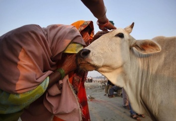В Индии ввели ежегодный экзамен на знание коров