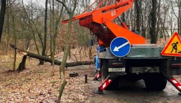 В Киеве сильный ветер поломал ветки и повалил деревья в парках