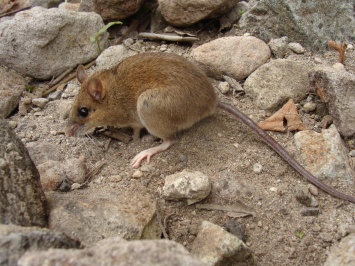 Ученые обнаружили "вымерших" мышей