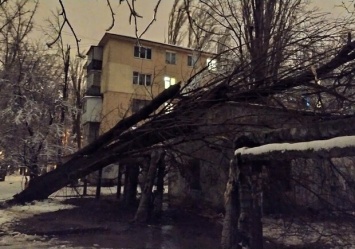 В Одессе дерево повредило теплотрассу: тысячи горожан остались без отопления и света