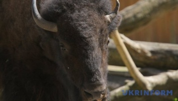 В заказник на Буковине привезли самку зубра из Винницкой области