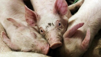 На свалке в Николаевской области обнаружили трупы свиней - они болели африканской чумой