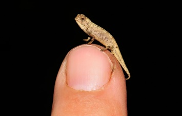 Самая маленькая рептилия в мире оказалась хамелеоном с острова Мадагаскар. Фото