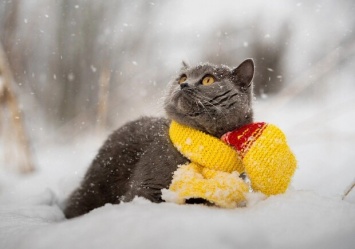 Будет много снега: прогноз погоды в Киеве на февраль