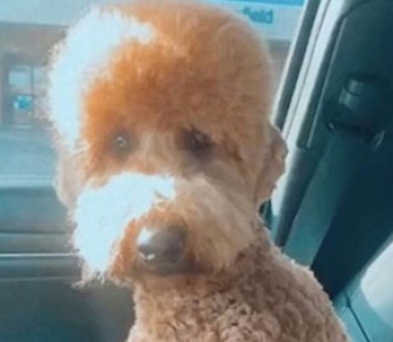Собака обиделась на хозяйку и объявила бойкот из-за неудачной стрижки - видео повеселило сеть